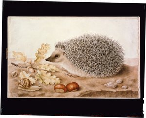 Un hérisson dans un paysage