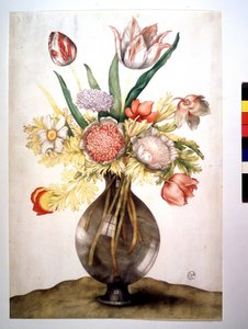 Pavots, tulipes et pivoine - Giovanna Garzoni
