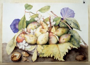 Image inconnue - Giovanna Garzoni