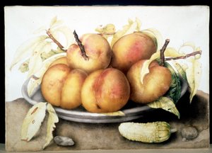 Image inconnue - Giovanna Garzoni