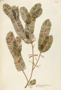If européen (Taxus baccata), Taxaceae par Giovanni Antonio Bottione - Giovanni Antonio Bottione
