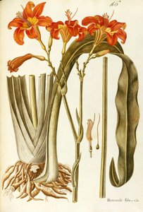Hémérocalle orange (Hemerocallis fulva), Liliaceae par Giovanni Antonio Bottione - Giovanni Antonio Bottione