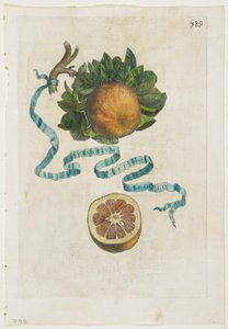 Aurantium Crispo Folio, de Hesperides, 1646 - Giovanni Battista Ferrari
