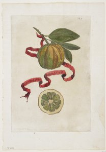 Aurantium Virgatum, de Hesperides, 1646 - Giovanni Battista Ferrari