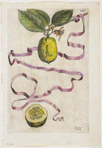 Idem Aurantium Limonis Effigle, de Hesperides, 1646 - Giovanni Battista Ferrari