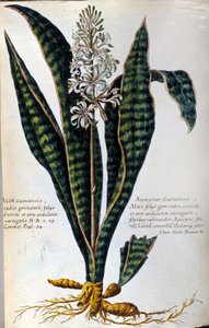 Aloe. Plante médicinale. Gravure - dans « Historia botanica practica, seu plantarum, quae ad usum medicinae pertinent, nomenclatura, descriptio et virtutes... » - Giovanni Battista Morandi