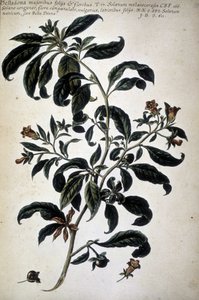 Tableau botanique : Belladone (Belladona Majoribus Folys) - Dans 