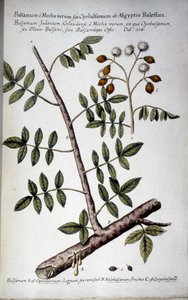 Opobalsamum (Branche avec sève) - Dans « Historia botanica pratica, seu plantarum, quae ad usum medianae relevant, nomenclatura, descriptio et virtutes... » par Giovanni Battista Morandi (? - 1761) - Giovanni Battista Morandi