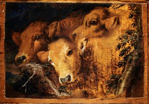 Trois têtes de veau. Peinture de Giovanni Benedetto Castiglione dit il Grechetto (1610-1665) - Giovanni Benedetto Castiglione