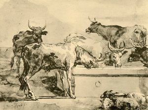 Vaches s