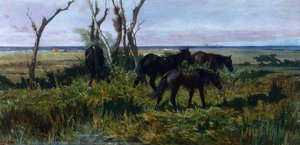 Chevaux broutant