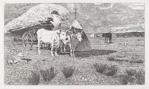 Bœufs attelés au chariot (Maremma)