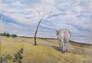 Cheval blanc