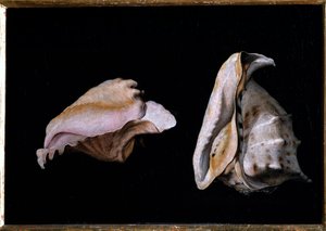 Deux coquillages (nature morte avec coquillages) - Giovanni Girolamo Savoldo