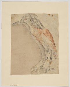 Héron, recto (craie sur papier)