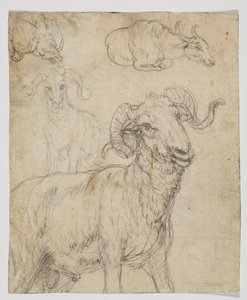 Bélier et buffle, verso (dessin à la craie et aquarelle)