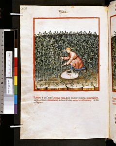 Theatrum sanitatis par Ububchasym de Baldach : 