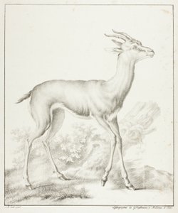 Antilope - Gottfried Engelmann