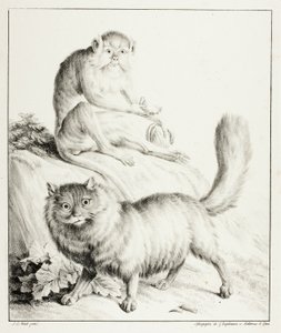 Chat et singe - Gottfried Engelmann