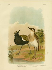 Pluvier doré australien ou Pluvier doré du Pacifique - Gracius Broinowski