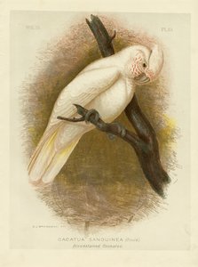 Cacatoès taché de sang