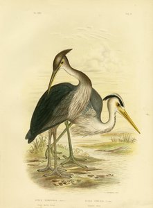 Grand Héron ou Héron gris foncé, 1891 - Gracius Broinowski