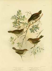 Mésange Épineuse de l