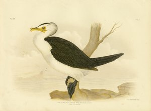 Petit cormoran, 1891 - Gracius Broinowski