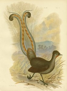 Oiseau-lyre, 1891