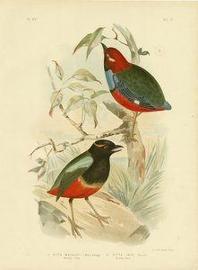 Pitta de Macklot, 1891 - Gracius Broinowski