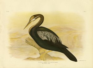 Darter de Nouvelle-Hollande, 1891