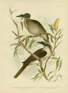 Friarbird bruyant, 1891