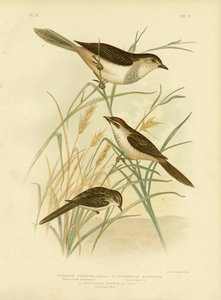 Cincloramphus teinté de roux ou Rufous Songlark, 1891 - Gracius Broinowski