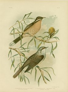Méliphage à joues épineuses, 1891