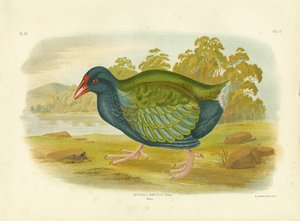 Takahe, 1891 - Gracius Broinowski