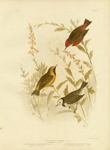 Ephthianura tricolore, 1891 - Gracius Broinowski