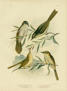 Méliphage uniforme ou Méliphage à gorge blanche, 1891