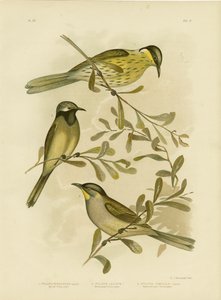 Méliphage varié, 1891