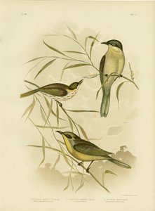 Méliphage à joues tachetées ou Méliphage à gorge pourpre, 1891