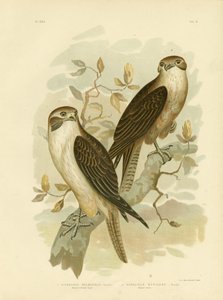 Faucon Brun Occidental, 1891