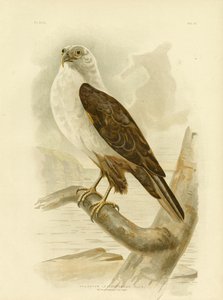 Aigle de mer à poitrine blanche, 1891