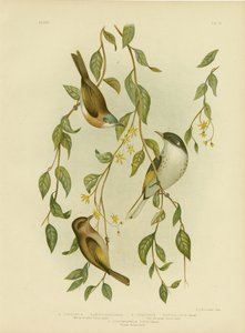 Méliphage à gorge blanche, 1891