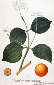 Feuille, fleurs et fruit de strychnos (noix vomique ou nux vomica) - dans "Fleurs animées" par Grandville, n.d. 19e siècle - Grandville