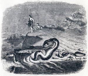 La tête et la queue du serpent - Fables de La Fontaine - Grandville