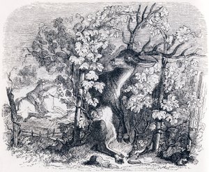 Le cerf et la vigne - Fables de La Fontaine - Grandville