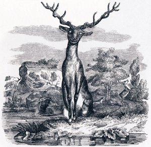 Le cerf se voyant dans l