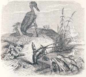 Les poissons et le cormoran - Fables de La Fontaine - Grandville
