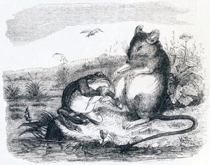 La grenouille et le rat - Fables de La Fontaine - Grandville