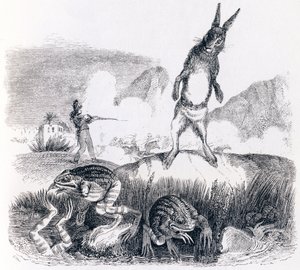 Le lièvre et les grenouilles - Fables de La Fontaine - Grandville