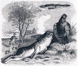 Le lièvre et la perdrix - Fables de La Fontaine - Grandville